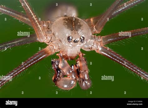 daddy long legs anatomy|is daddy long legs real.